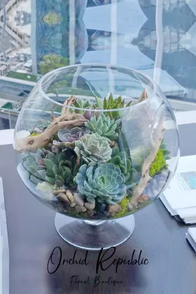 Echeveria Wonderland 
